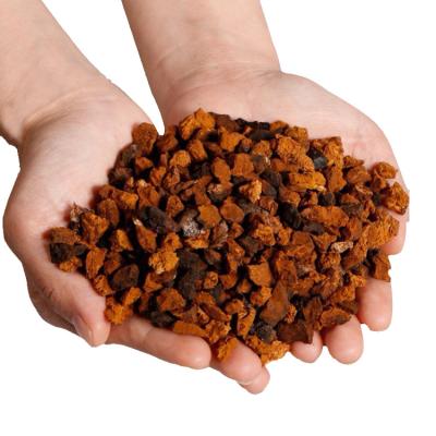 China Dried Wild Siberian Chaga Chunks Chaga Mushroom for sale