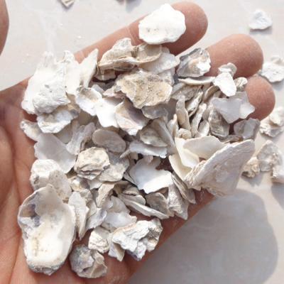 China Sale Good Quality Oyster Shell Dry Hot Ostrea Kulit Edulis Tiram Concha Ostrea de Testa d'Ostreae for sale