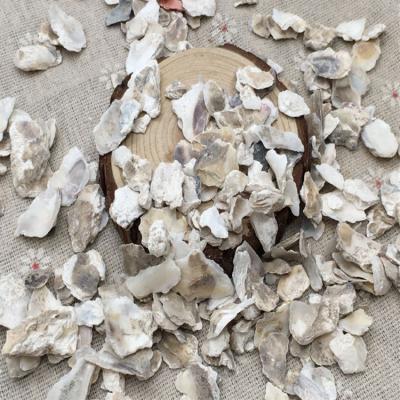 China Talienwhanensis Hot Dry Crosse Kulit Tiram Concha Ostrea d'Ostrea de Testa d'Ostreae Oyster Shell Good Quality Sale for sale