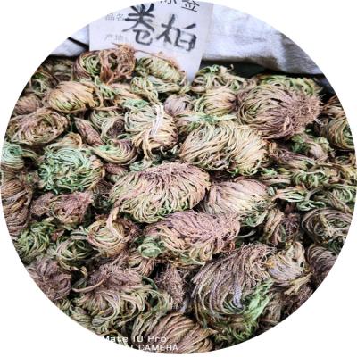 China Hot Sale tcm Dry Herb Jericho Flower Herb Dry Tamariscina (Doradilla) /HERBA SELAGINELLAE /Selaginella for sale