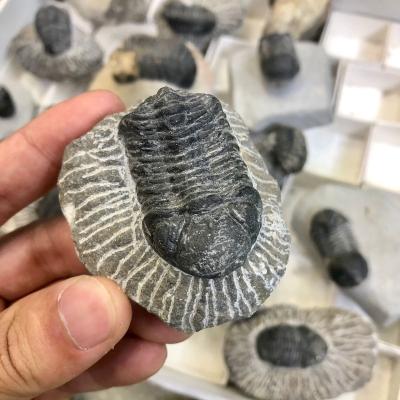 China Black Fossill Natural Rough Animal Calymene Trilobite Fossil From China For Sale for sale