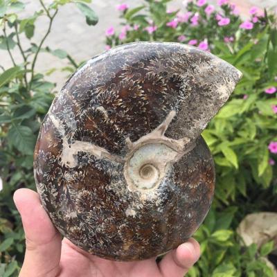 China Wholesale Natural Africa Quartz Crystal Fossil Specimen Ammonite Fossils For Sale for sale