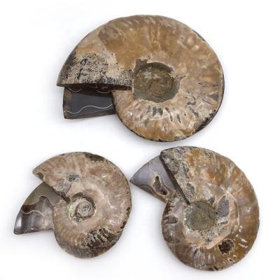 China Wholesale Snail Fossil Mineral Conch Africa Specimen Ammonite Natural Healing Stone Fossil for sale