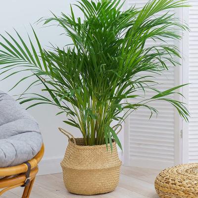 China 100% eco-friendly plant pots cover indoor decorative natural craft vegetable plankton belly basket for plant for sale