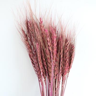 China Hot Selling Eco-friendly Preserved Flowers Dried Wheat Spike Gold Soft Wheat For DIY Home Decor Mall Decoration 50pcs for sale