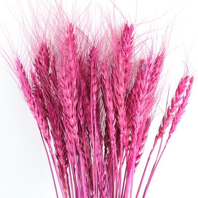 China Eco-friendly Wholesale 60 Cm High Preserved Dried Natural Dry Barley Wheat Blossoms For Wedding Shop Home Decoration for sale