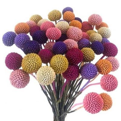 China Wholesale Natural Touch Yunnan Dried Flower Preserved Billy Button Dried Gold Ball Eternal Craspedia for sale