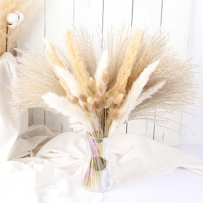 China New Gift Design Amazon Hot Sale Dried Flowers Wedding Decoration Pampas Plants Pampas Grass for sale