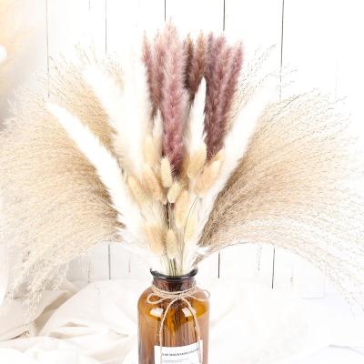 China New Design Gift Amazon Hot Selling Flowers Wedding Decoration Dried Pampas Grass Bouquet Reed Grass Bouquet Pampas Flower Seedlings for sale