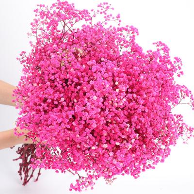 China Real Gypsophila Paniculata Flowers Yunnan Wholesale 29.53 Inch Preserved Flower Dried Nature Preserved Baby's Breath Gypsophila Paniculata for sale