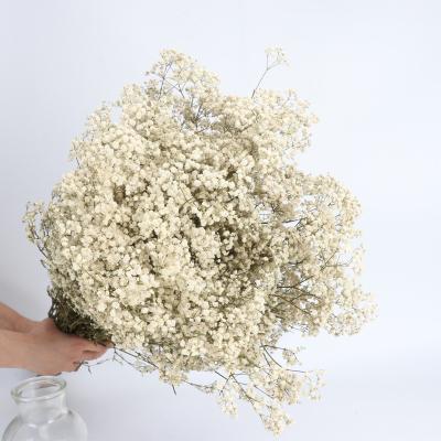 China Real Gypsophila Paniculata Flowers High Quality Natural Cheap Preserved Dried Flower Fleur Sechee Bouquet Baby Breath Gypsophila Flowers for sale