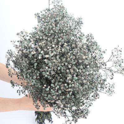 China Real Gypsophila Paniculata Flowers 500g / Bunch Baby's Breath / Preserved Gypsophila White Color Real Touch Baby's Breath Flower For Wedding Decoration for sale