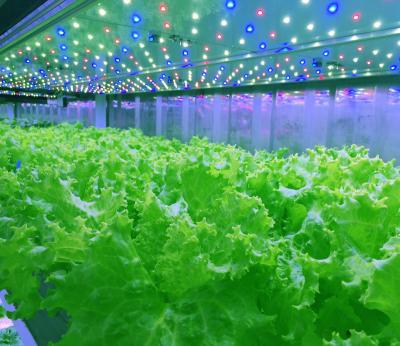 China Automatic Microgreens Hydroponic Container Farm With Solar System for sale