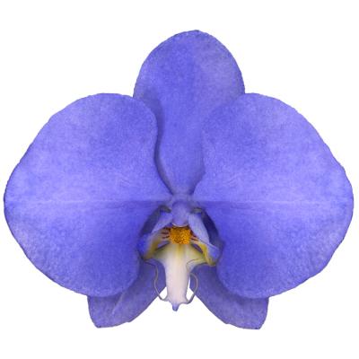 China Sale Lightning Indigo Orchids Fresh Cut Flowers For Flowers Wedding Bouquets 11-12CM for sale