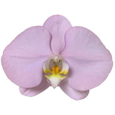 China Sale Easter Purple Orchids Fresh Cut Flowers For Flowers In Wedding Bouquets 11-12CM for sale