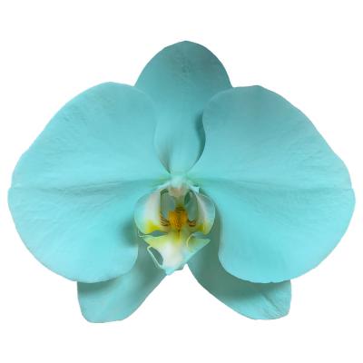 China 11-12CM Spray Turquoise Orchid Butterfly Orchid Bouquet Wedding Decoration Fresh Cut Flowers for sale