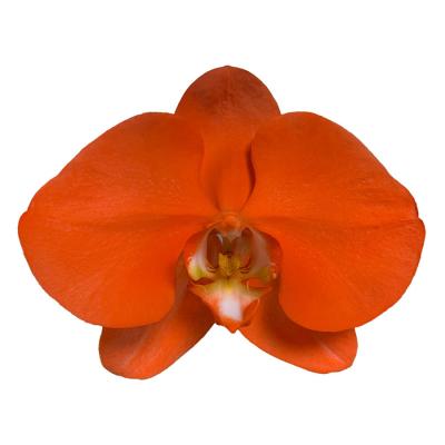 China Orangutan Phalaenopsis Home Spray Decoration Restaurant Beautiful Fresh Cut Flowers 11-12CM for sale