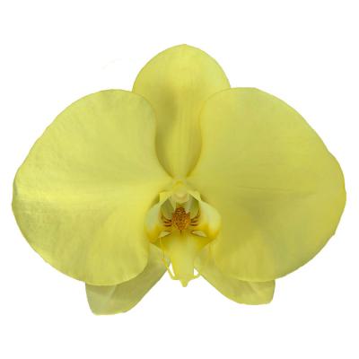 China Wholesale Cheap Phalaenopsis Orchid Preserved Flowers 11-12CM Yellow Orchids for sale