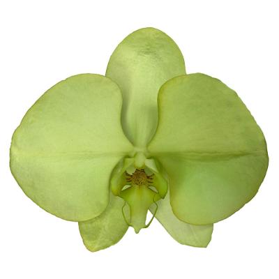 China Beautiful Restaurant Home Decoration Wishing Green Phalaenopsis Fresh Cut Flowers 11-12CM for sale