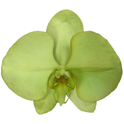 China Manufacturers supply bulk butterfly wishing green orchids fresh cut flowers 11-12CM for sale