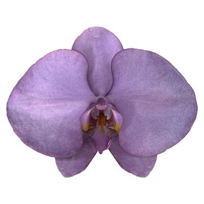 China Wholesale Flower Butterfly Decoration Low Price Sale Wedding Royal Purple Orchid 11-12CM for sale