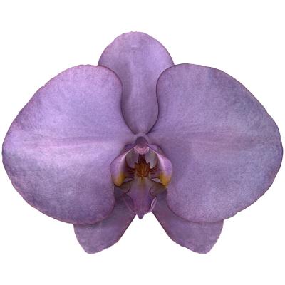 China 2021 New Listing Hot-selling Phalaenopsis Royal Purple Fresh Cut Flowers 11-12CM for sale