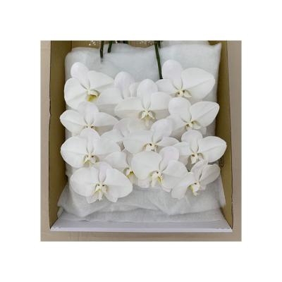 China The sale of professional production cut white Phalaenopsis fresh cut flowers 11-12CM for sale