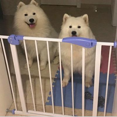 China Eco-freindly Adjustable Indoor Pet Plant Fence Gate Baby Gates For Staircase Glass Fence for sale