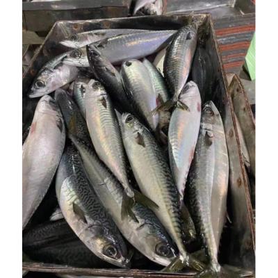 China 60-80 pcs/ctn mackerel wholesale promotional fast delivery seafood hook frozen light fish for sale