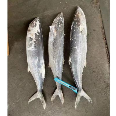 China Promotional High Quality Spanish Mackerel Fish Most Popular Frozen 100-200g for sale