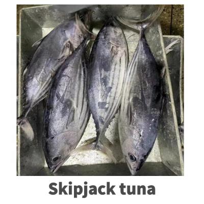 China WILD Skipjack Tuna Good Quality Competitive Price Frozen Tuna For Sale for sale