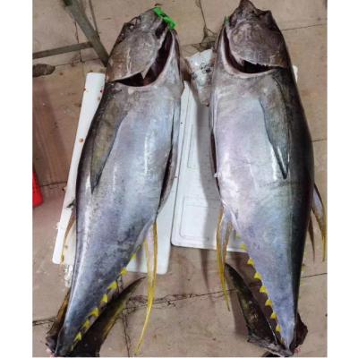 China Good Quality Low Fat Seafrozen Fresh Frozen Whole Round Salmon Trout Tuna For Sale for sale