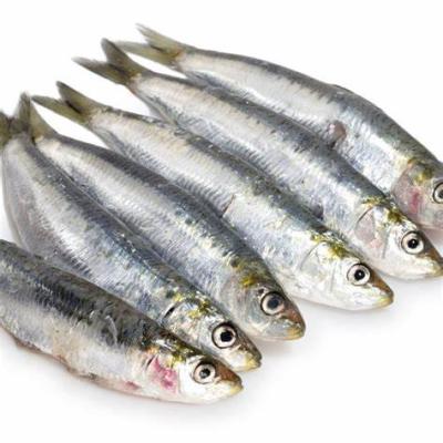 China FROZEN Promotional Frozen Seafood BQF Sardine Fish For Bait for sale