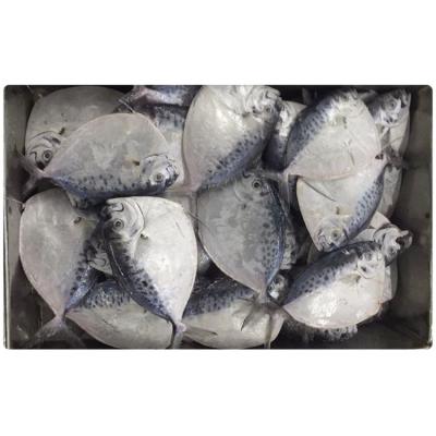 China Hot Selling High Quality Moonfish 80g / 150g Seafood Frozen for sale