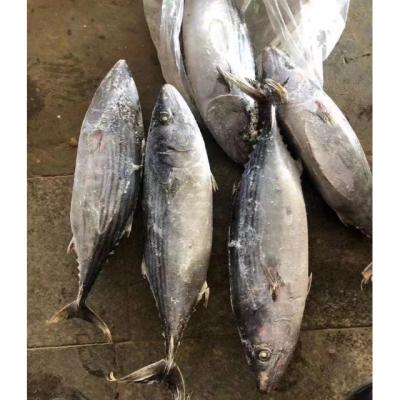 China NATURE Good Quality Competitive Price Jelly Striped Bonito Tuna Size 1-2kg for sale