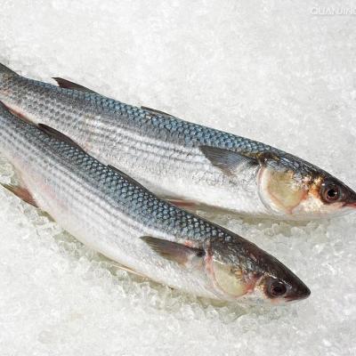 China NATURE gray mullet fresh frozen fish wholesale price for sale