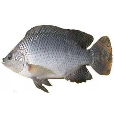 China Competitive Price JELLY Promotional Whole Around Frozen Tilapia Fish Supplier in China for sale