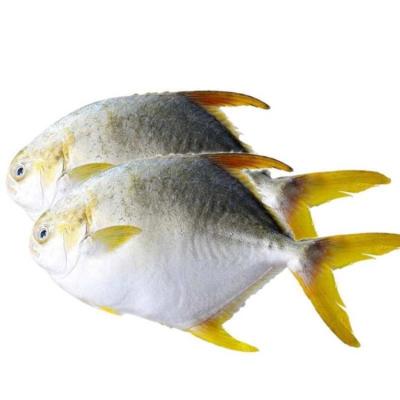 China Factory price Qualityfrozen Pompano pomfret fish FROZEN golden sea fish good for restaurant for sale