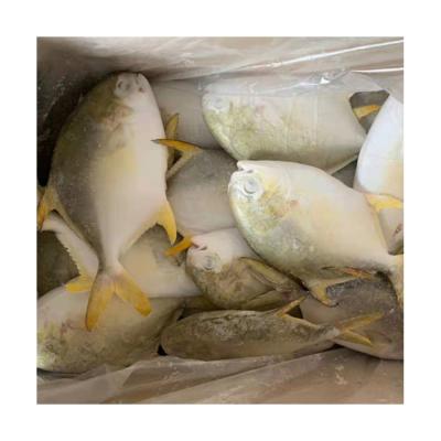 China FROZEN Hot Sale Wholesale High Quality Pompano Pompano Fish Frozen Golden Sea Fish For Market for sale