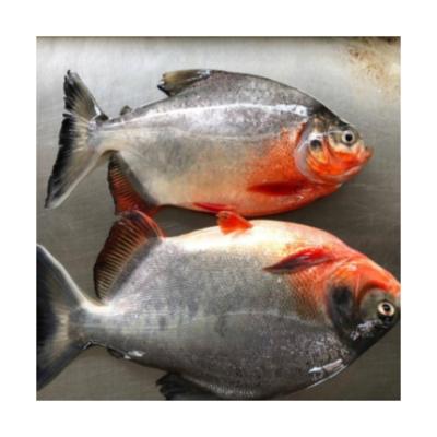 China Wholesale NATURE Factory Price Good Quality Pompano Frozen Red Pompano Fish Seafood For Hotel for sale