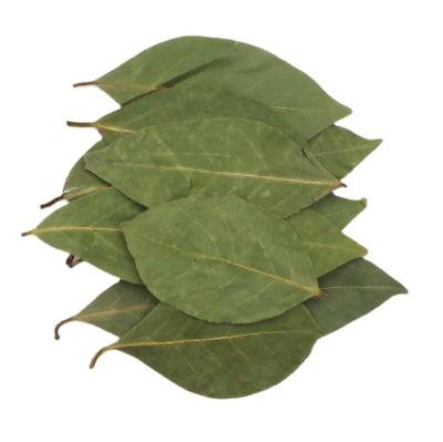 China High quality dry spices Laurel Leaves for sale