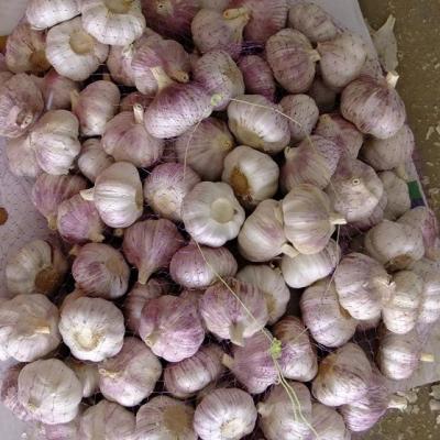 China 2021 fresh culture of fresh garlic with factory price in Jinxiang China for sale