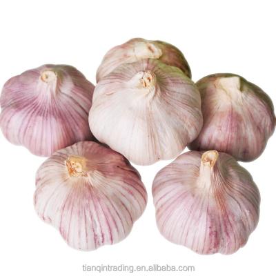 China 2020 price china fresh natural garlic garlic exporter natural fresh normal white for sale for sale