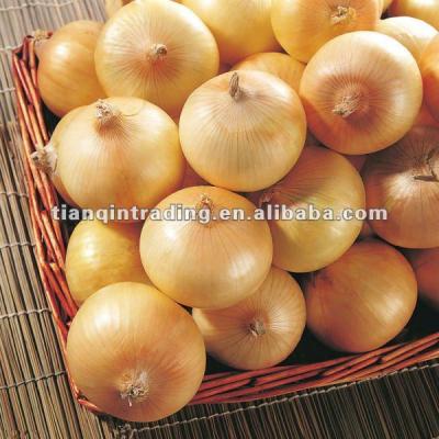 China Fresh new crop fresh onion for sale