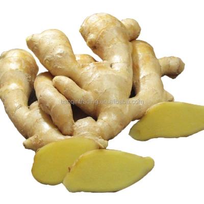 China fresh produce market price of ginger fresh price bulks china supplier for sale