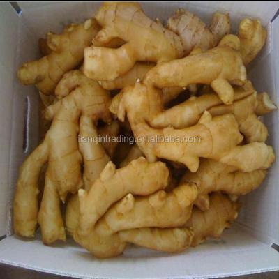 China Fresh ginger price in china/china giner price for sale