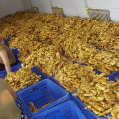 China Fresh Ginger Seller /ginger price/ginger wholesaler for sale