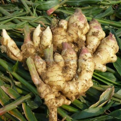 China Anqiu Fresh Ginger/Anqiu Ginger/Anqiu Fresh Ginger Price for sale