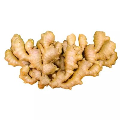 China Wholesale Chinese Fresh Ginger Fresh Market Price for sale