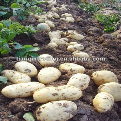 China Fresh Fresh Holland Potato for sale